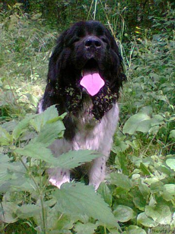 Фотография № 172365