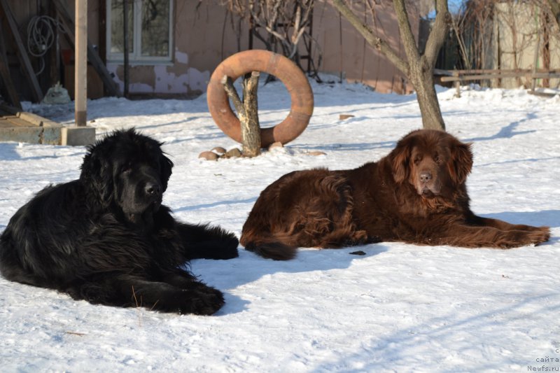 Фото: ньюфаундленд I'm Little Princess Midnight Bear, ньюфаундленд Arkadiya Vivat Arbona (Аркадия Виват Арбона)