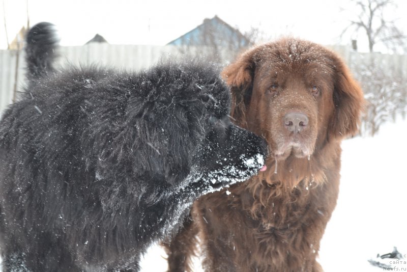 Фото: ньюфаундленд Talisman Morya Mishel' (Талисман Моря Мишель), ньюфаундленд Arkadiya Vivat Arbona (Аркадия Виват Арбона)