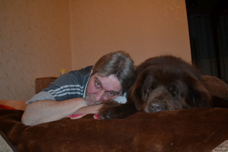 Фото: ньюфаундленд Arkadiya Vivat Arbona (Аркадия Виват Арбона)