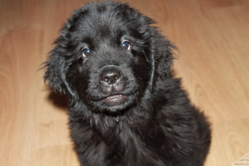 Фото: ньюфаундленд N'yufort Carskaya Doch' (Ньюфорт Царская Дочь)