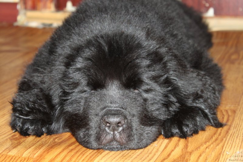 Фото: ньюфаундленд N'yufort Carskaya Doch' (Ньюфорт Царская Дочь)
