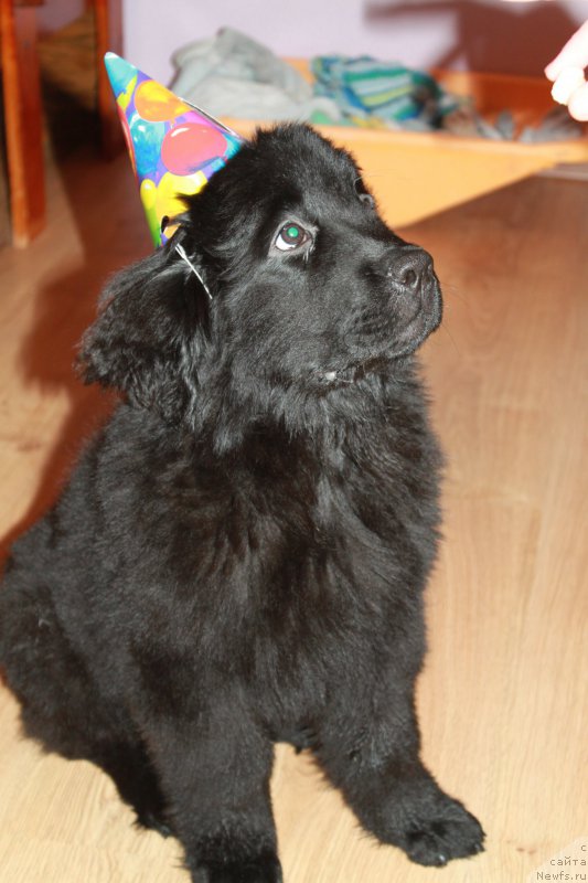 Фото: ньюфаундленд N'yufort Carskaya Doch' (Ньюфорт Царская Дочь)