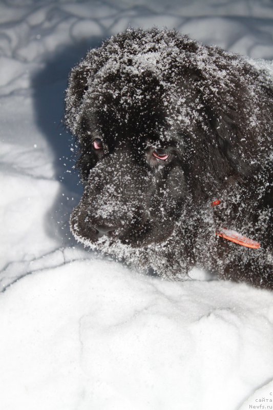 Фото: ньюфаундленд N'yufort Carskaya Doch' (Ньюфорт Царская Дочь)