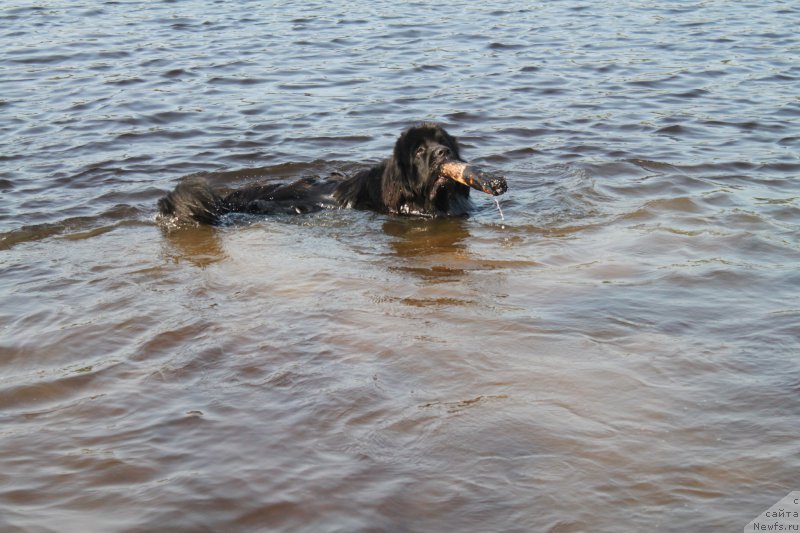 Фото: ньюфаундленд N'yufort Carskaya Doch' (Ньюфорт Царская Дочь)