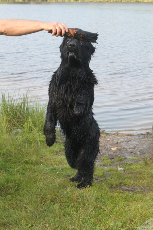 Фото: ньюфаундленд N'yufort Carskaya Doch' (Ньюфорт Царская Дочь)