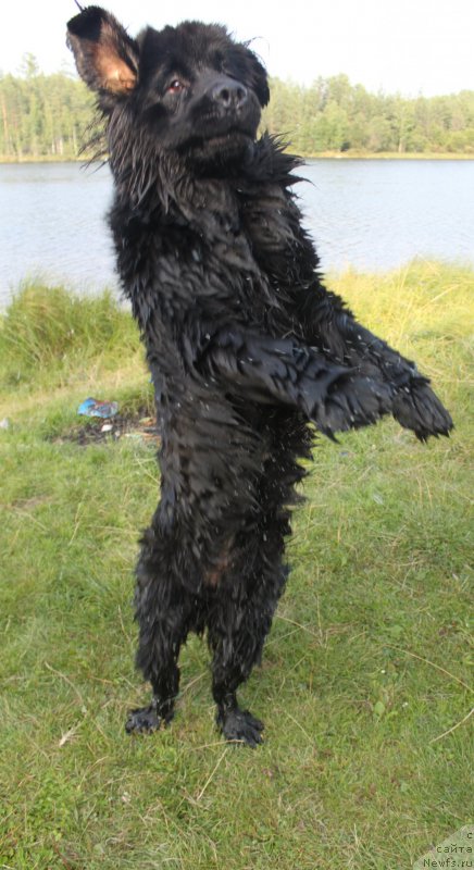 Фото: ньюфаундленд N'yufort Carskaya Doch' (Ньюфорт Царская Дочь)