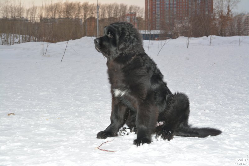 Фотография № 172394