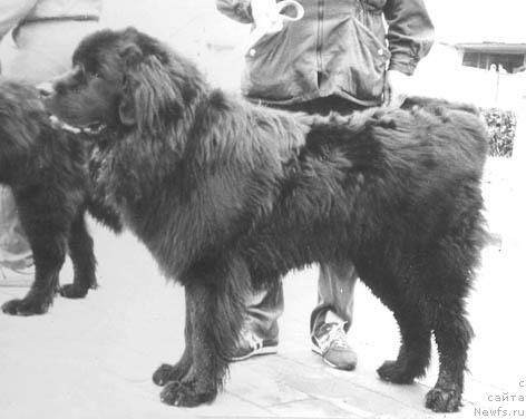 Фото: ньюфаундленд Atos CHaroki (Атос Чароки)