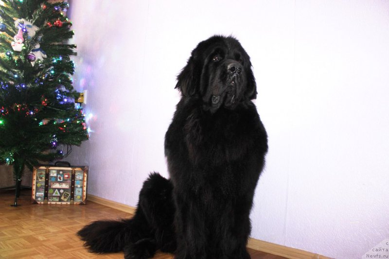 Фото: ньюфаундленд Chernaya Mafia Matter of Time (Черная Мафия Маттер оф Тиме)