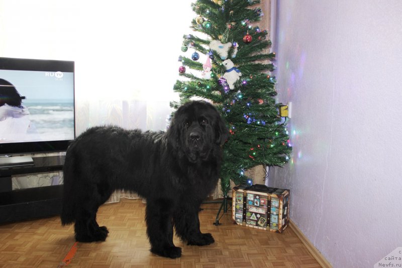 Фото: ньюфаундленд Chernaya Mafia Matter of Time (Черная Мафия Маттер оф Тиме)