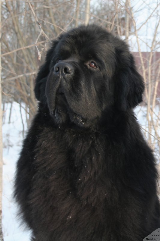 Фото: ньюфаундленд Chernaya Mafia Must Have (Черная Мафия Муст Хаве)