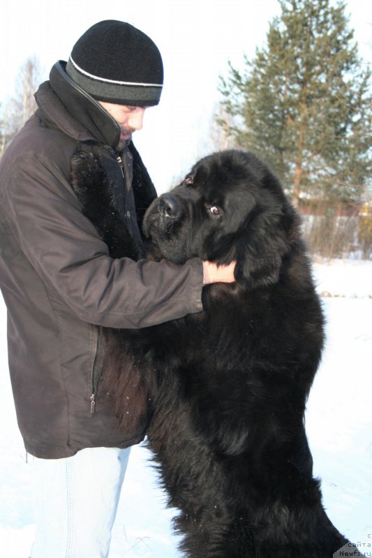 Фото: ньюфаундленд Chernaya Mafia Must Have (Черная Мафия Муст Хаве)