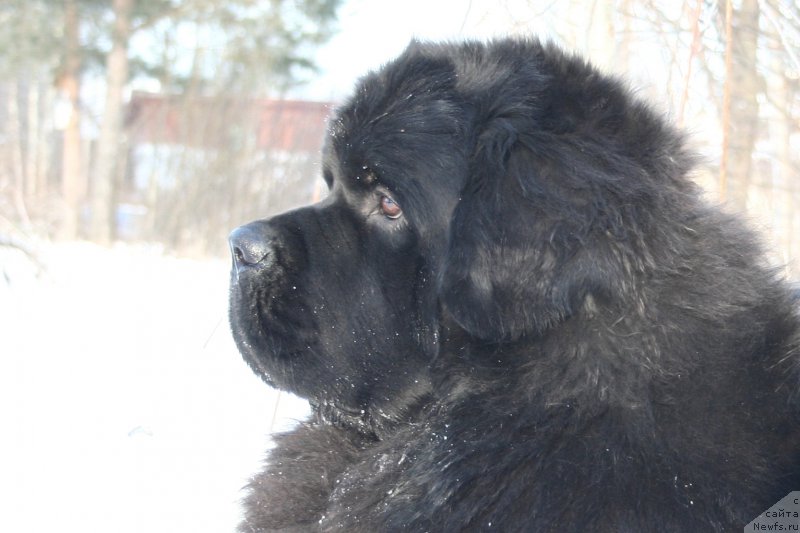 Фото: ньюфаундленд Chernaya Mafia Must Have (Черная Мафия Муст Хаве)