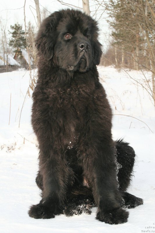 Фото: ньюфаундленд Chernaya Mafia Shengen Visa (Черная Мафия Шенген Виза)