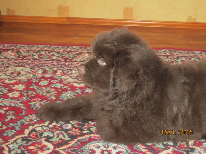 Фото: ньюфаундленд Vereskovyj Mjod s Berega Dona (Вересковый Мёд с Берега Дона)