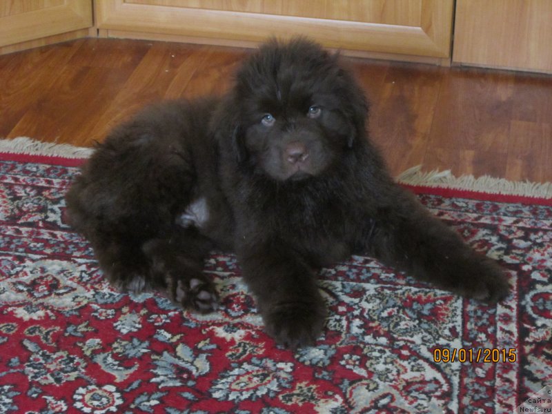 Фото: ньюфаундленд Vereskovyj Mjod s Berega Dona (Вересковый Мёд с Берега Дона)