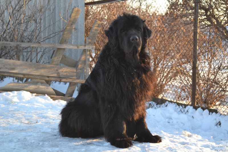 Фото: ньюфаундленд I'm Little Princess Midnight Bear