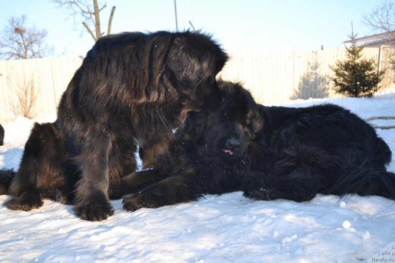 Фото: ньюфаундленд Talisman Morya Mishel' (Талисман Моря Мишель), ньюфаундленд I'm Little Princess Midnight Bear
