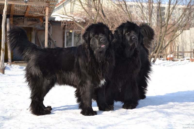 Фото: ньюфаундленд Talisman Morya Mishel' (Талисман Моря Мишель), ньюфаундленд I'm Little Princess Midnight Bear