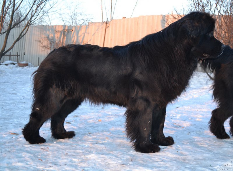 Фото: ньюфаундленд Talisman Morya Magiya Voln (Талисман Моря Магия Волн)