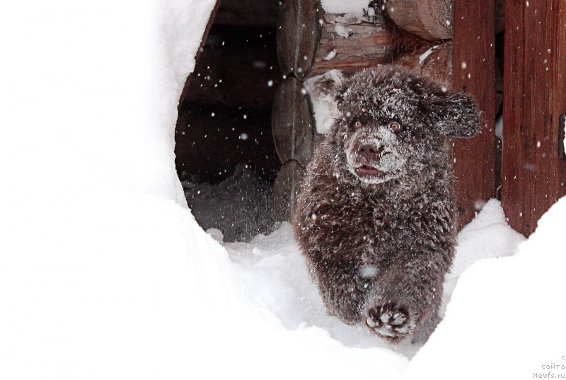 Фото: ньюфаундленд Naomi Tagoliri for Brouwnblood (Наоми Таголири фор Браунблад)