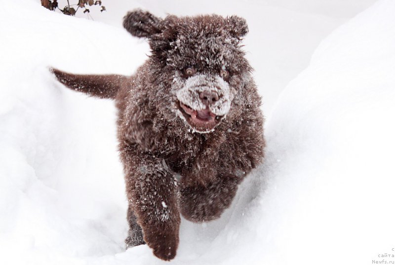 Фото: ньюфаундленд Naomi Tagoliri for Brouwnblood (Наоми Таголири фор Браунблад)