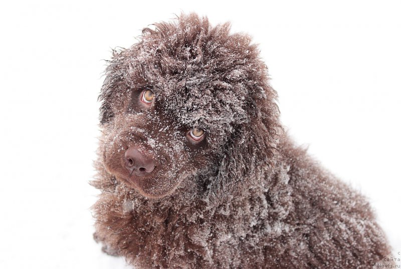 Фото: ньюфаундленд Naomi Tagoliri for Brouwnblood (Наоми Таголири фор Браунблад)