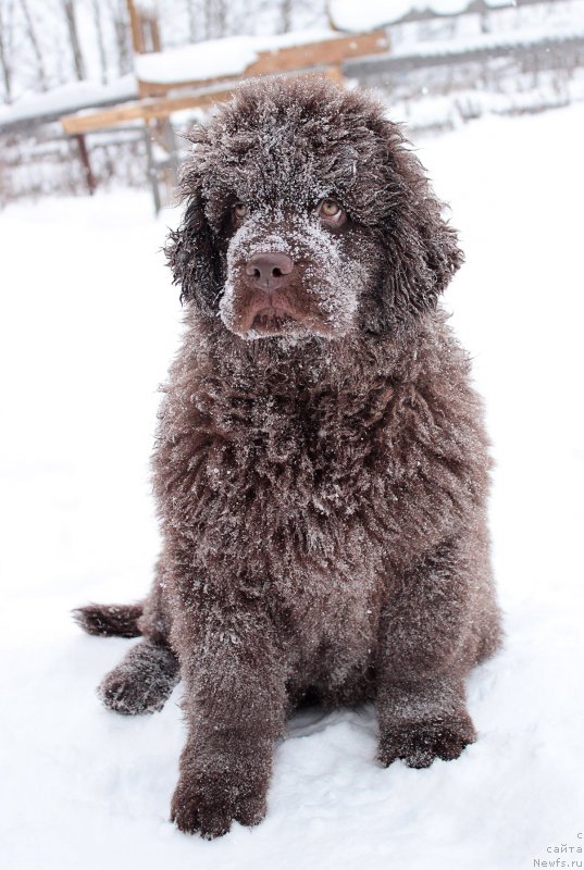 Фото: ньюфаундленд Naomi Tagoliri for Brouwnblood (Наоми Таголири фор Браунблад)