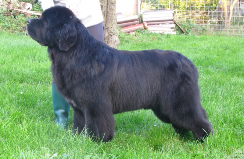 Фото: ньюфаундленд Yam Yam vom Riesrand