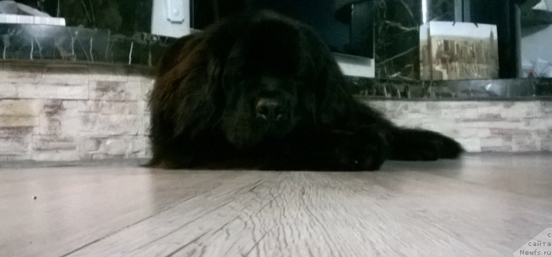 Фото: ньюфаундленд Vernyiy Potap (Верный Потап)