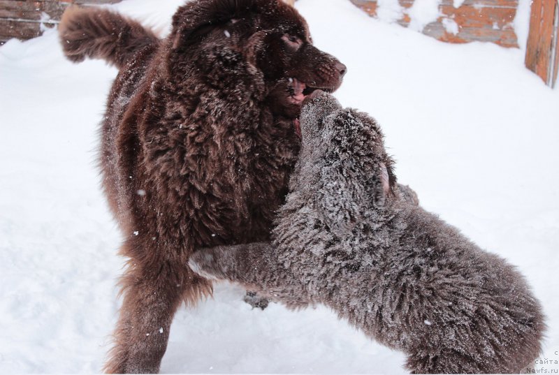 Фото: ньюфаундленд Sverkayuzhaya Gora Mashame (Сверкающая Гора Машаме), ньюфаундленд Naomi Tagoliri for Brouwnblood (Наоми Таголири фор Браунблад)