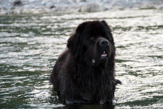 Фото: ньюфаундленд Potap Fidel' (Потап Фидель)