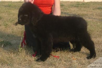 Фото: ньюфаундленд YEksklyuziv ot Undinyi (Эксклюзив от Ундины)