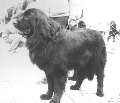 Фото: ньюфаундленд Jofrey Laychim (Жофрей Лайчим)