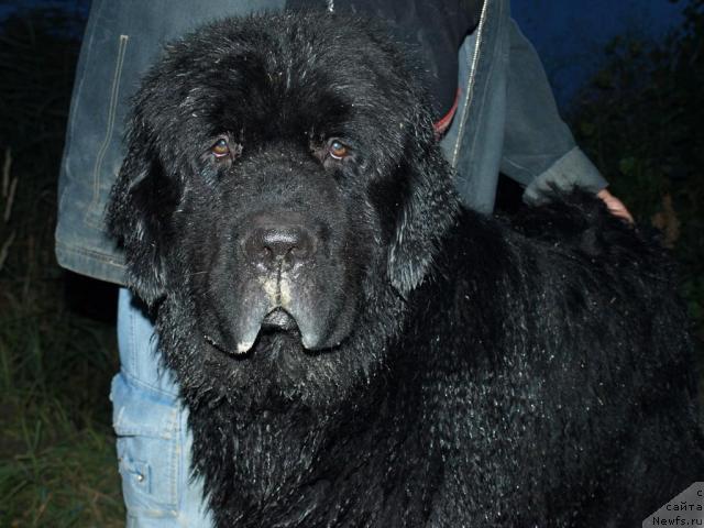 Фото: ньюфаундленд Akim iz Volotova (Аким из Волотова)