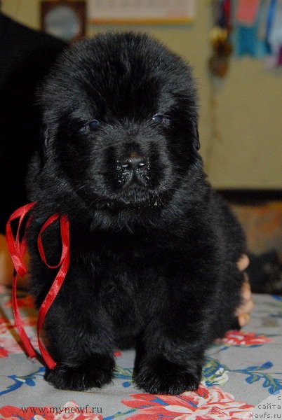 Фотография № 172509