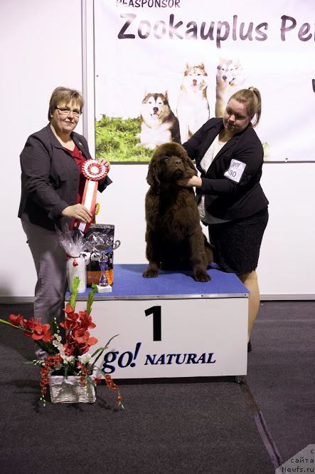 Фото: ньюфаундленд Brownblood MSK Hayes Hago (Браунблад МСК Хаиес Хаго)