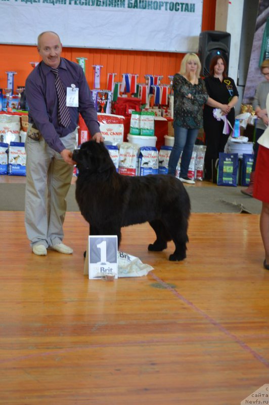 Фото: ньюфаундленд Aquatoriya Kelvin Sharliz (Акватория Келвин Шарлиз)
