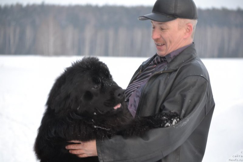 Фото: ньюфаундленд Aquatoriya Kelvin Sharliz (Акватория Келвин Шарлиз), Aleksey Votchal (Алексей Вотчал)