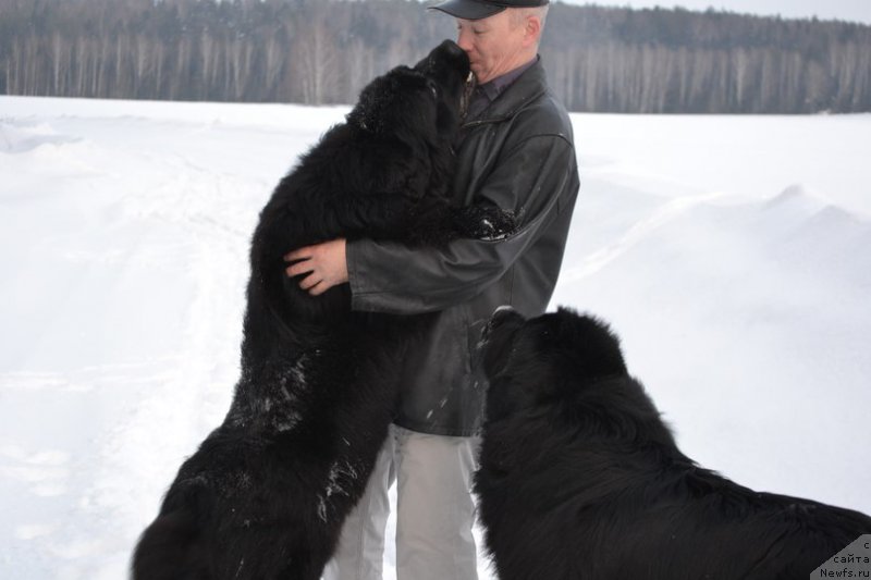 Фото: ньюфаундленд Aquatoriya Kelvin Sharliz (Акватория Келвин Шарлиз), Aleksey Votchal (Алексей Вотчал)