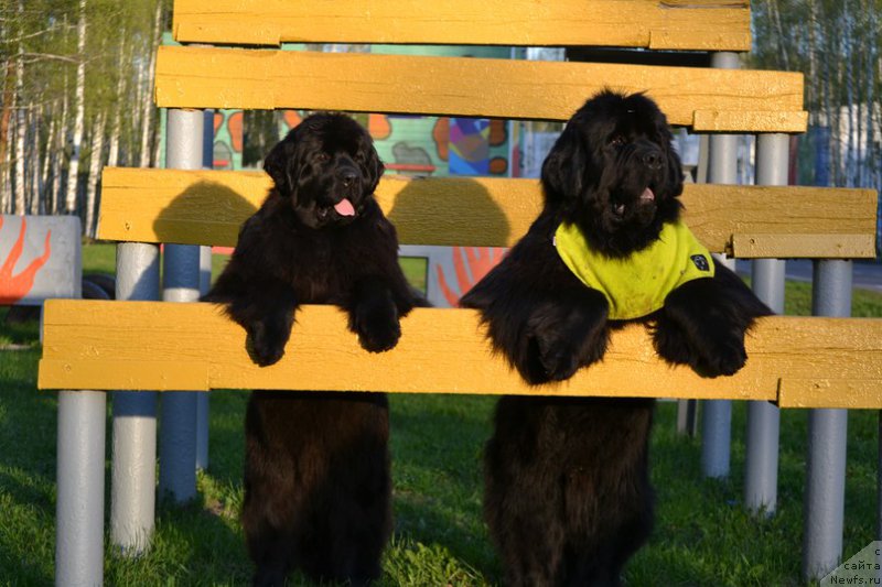 Фото: ньюфаундленд Aquatoriya Kelvin Sharliz (Акватория Келвин Шарлиз), ньюфаундленд Simbad Pokoritel' Morey (Симбад Покоритель Морей)