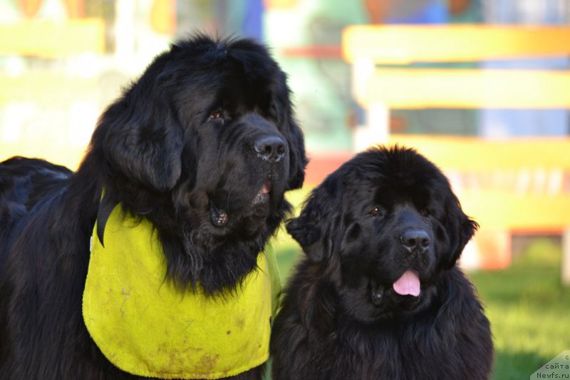 Фото: ньюфаундленд Simbad Pokoritel' Morey (Симбад Покоритель Морей), ньюфаундленд Aquatoriya Kelvin Sharliz (Акватория Келвин Шарлиз)