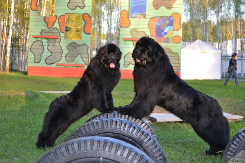 Фото: ньюфаундленд Aquatoriya Kelvin Sharliz (Акватория Келвин Шарлиз), ньюфаундленд Simbad Pokoritel' Morey (Симбад Покоритель Морей)