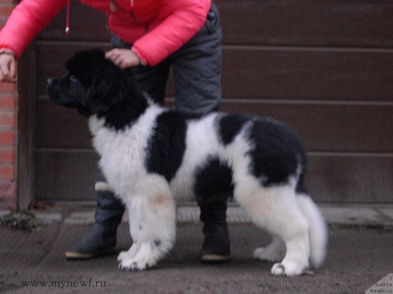 Фото: ньюфаундленд Super Bizon Maestro (Супер Бизон Маэстро)