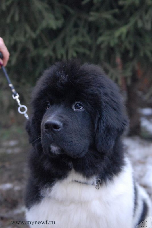 Фото: ньюфаундленд Super Bizon Maestro (Супер Бизон Маэстро)