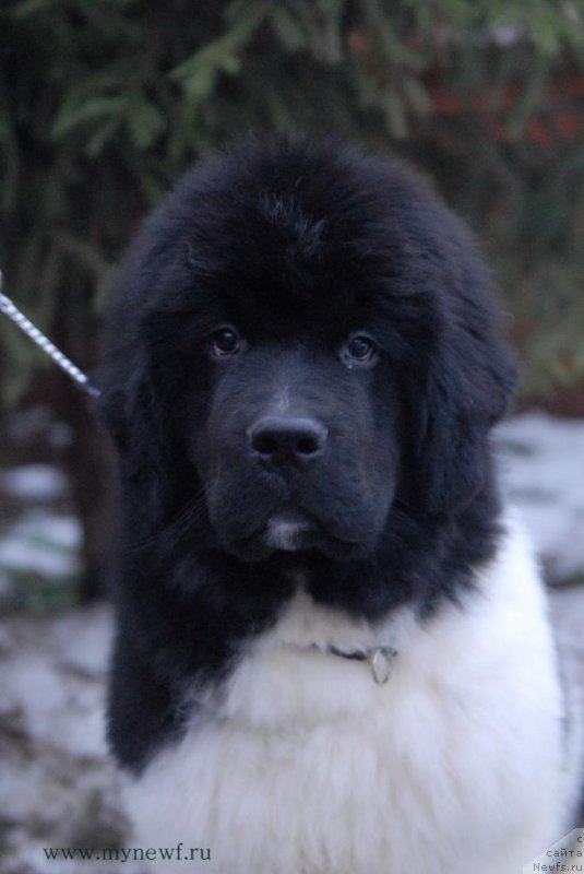 Фото: ньюфаундленд Super Bizon Maestro (Супер Бизон Маэстро)