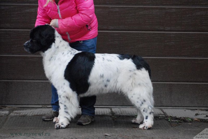 Фото: ньюфаундленд Sent Djons Viva Viktoria (Сент Джонс Вива Виктория)