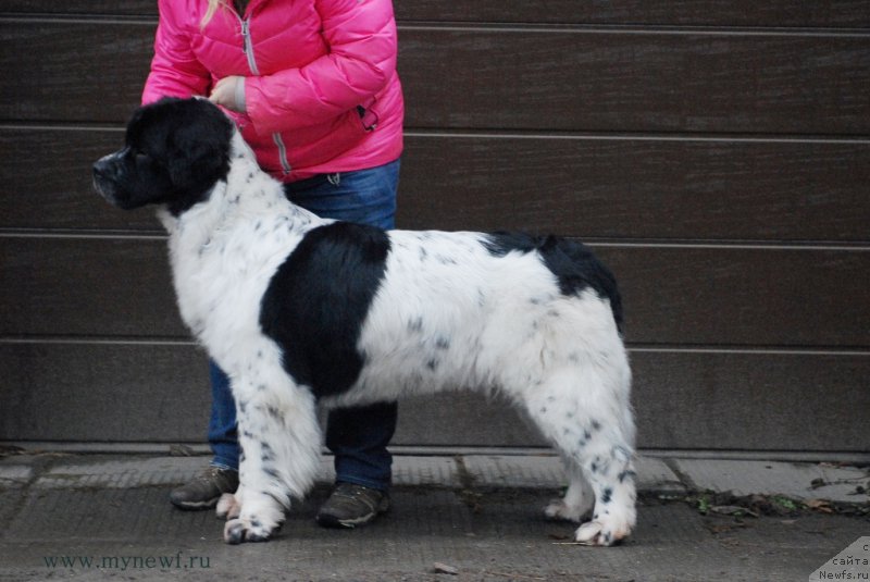 Фото: ньюфаундленд Sent Djons Viva Viktoria (Сент Джонс Вива Виктория)