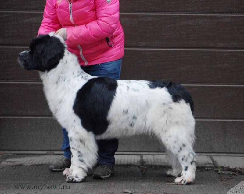 Фото: ньюфаундленд Sent Djons Viva Viktoria (Сент Джонс Вива Виктория)